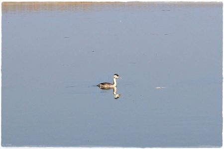 26.02.2021 Vogel-Naturschutzgebiet Poda