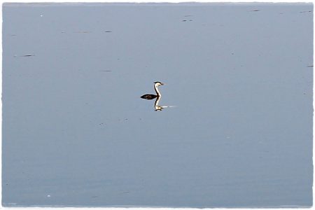 26.02.2021 Vogel-Naturschutzgebiet Poda