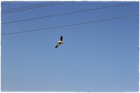 26.02.2021 Vogel-Naturschutzgebiet Poda