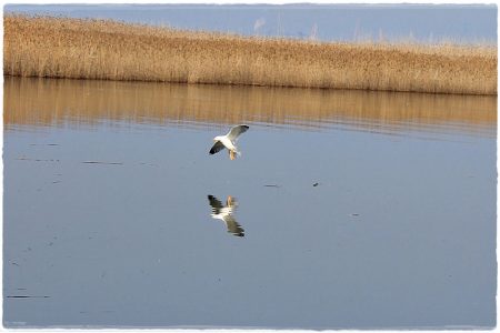 26.02.2021 Vogel-Naturschutzgebiet Poda