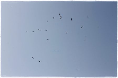 26.02.2021 Vogel-Naturschutzgebiet Poda