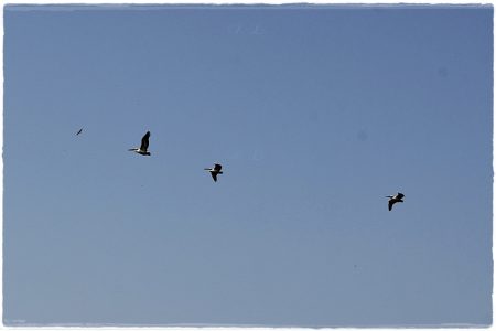 26.02.2021 Vogel-Naturschutzgebiet Poda