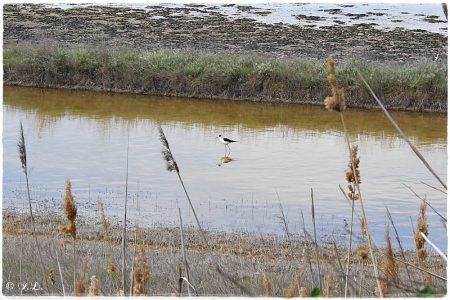 16.04.2021 Stelzenläufer (Salinen Burgas)