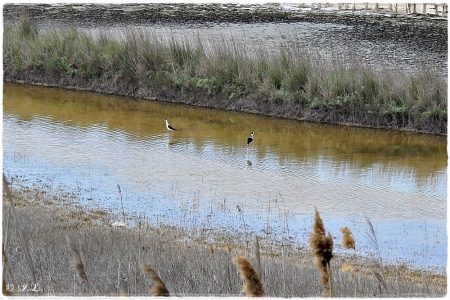 16.04.2021 Stelzenläufer (Salinen Burgas)