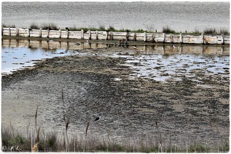 16.04.2021 Stelzenläufer (Salinen Burgas)