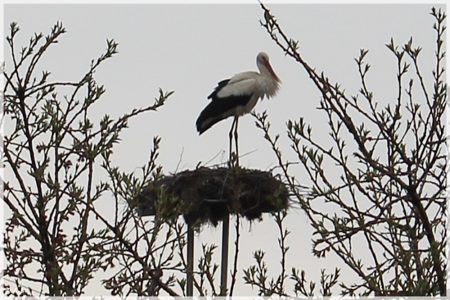 28.03.2020 Storch
