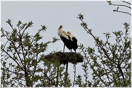 04.04.2020 Storch