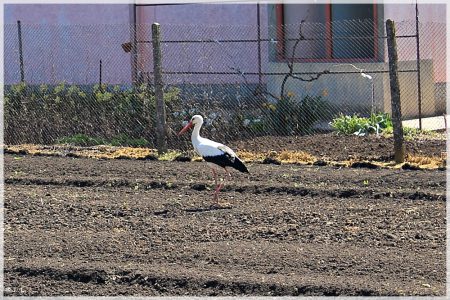 08.04.2020 Storch