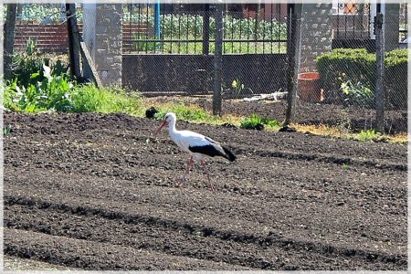 08.04.2020 Storch