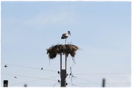 18.05.2019 Storch
