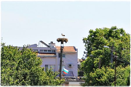 19.05.2019 Storch