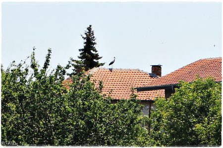 19.05.2019 Storch