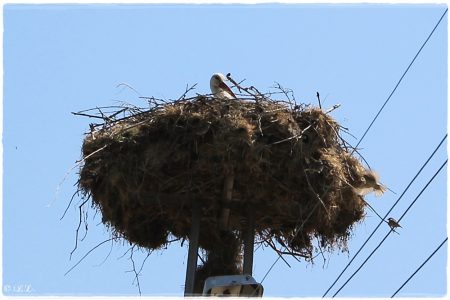 19.05.2019 Storch
