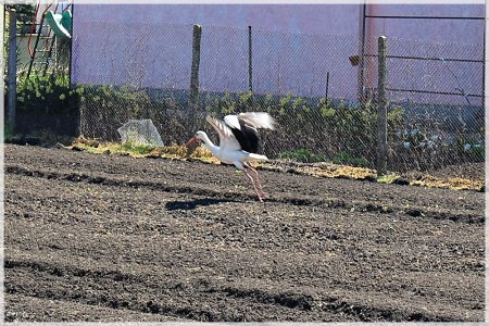 08.04.2020 Storch