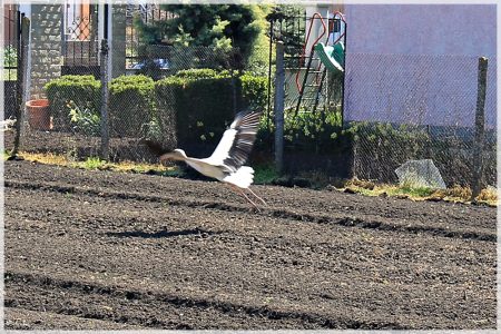 08.04.2020 Storch