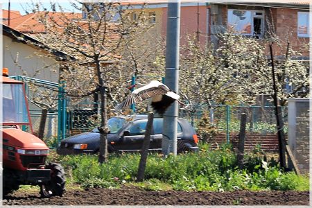 08.04.2020 Storch