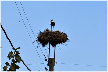 25.06.2020 Storch