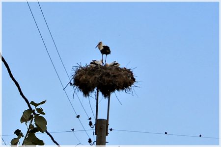 25.06.2020 Storch