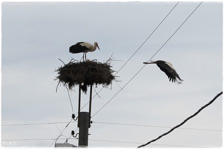 24.04.2021 Storch