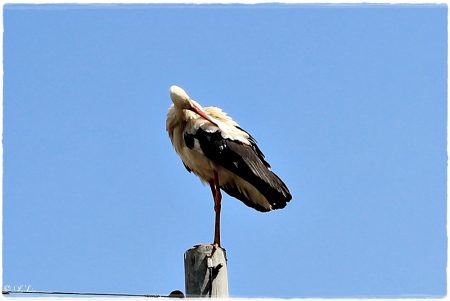30.04.2021 Storch