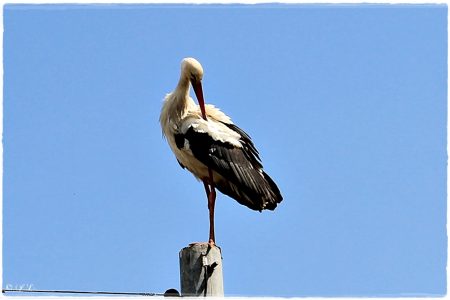 30.04.2021 Storch