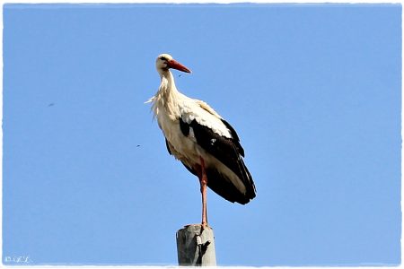 30.04.2021 Storch