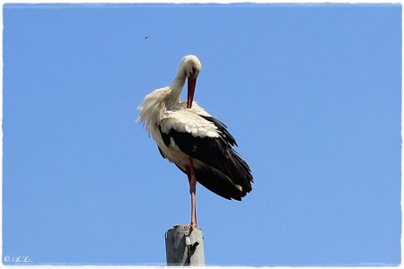 30.04.2021 Storch