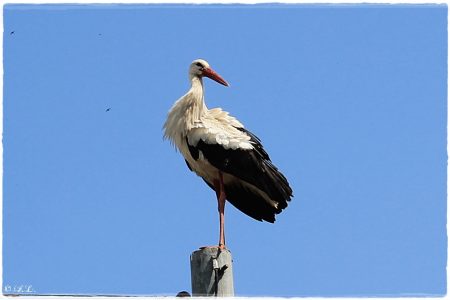 30.04.2021 Storch