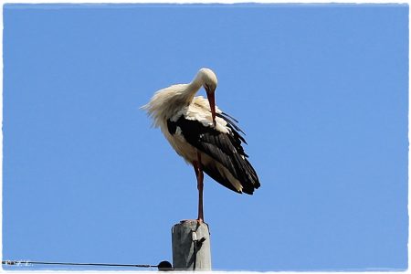 30.04.2021 Storch