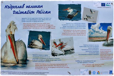 06.05.2021 Poda (Vogel & Naturschutzgebiet)