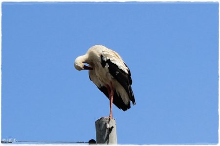 30.04.2021 Storch