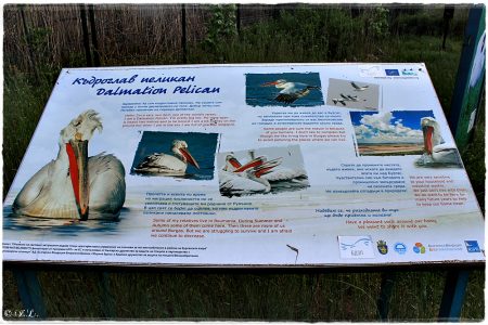 06.05.2021 Poda (Vogel & Naturschutzgebiet)