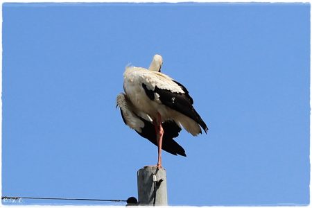 30.04.2021 Storch
