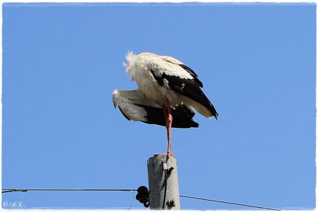30.04.2021 Storch