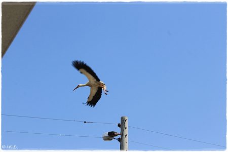 30.04.2021 Storch