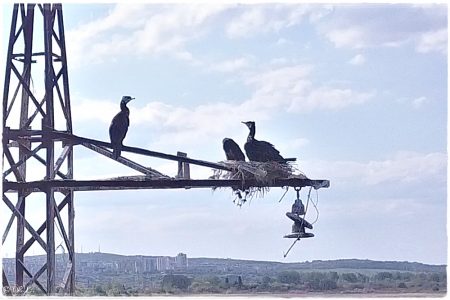 06.05.2021 Poda (Vogel & Naturschutzgebiet)