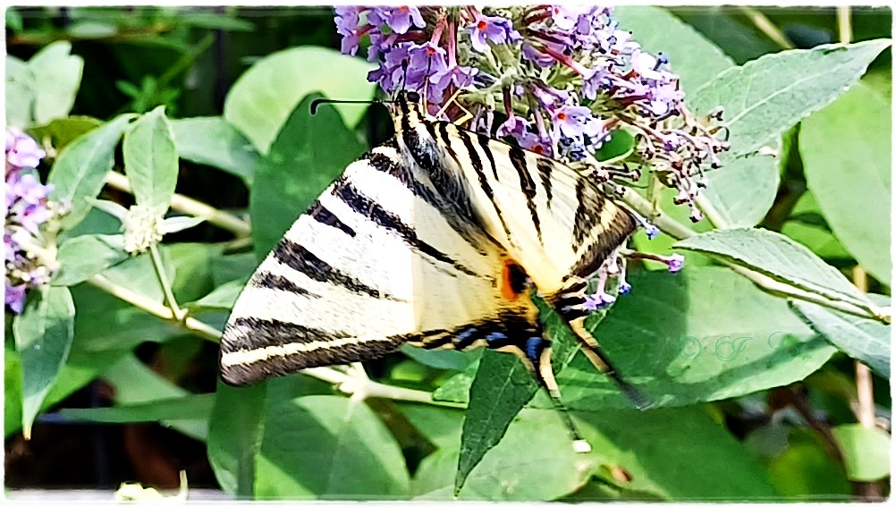 17 Schmetterling 'Segelfalter'