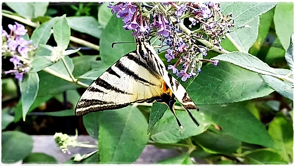 18 Schmetterling 'Segelfalter'