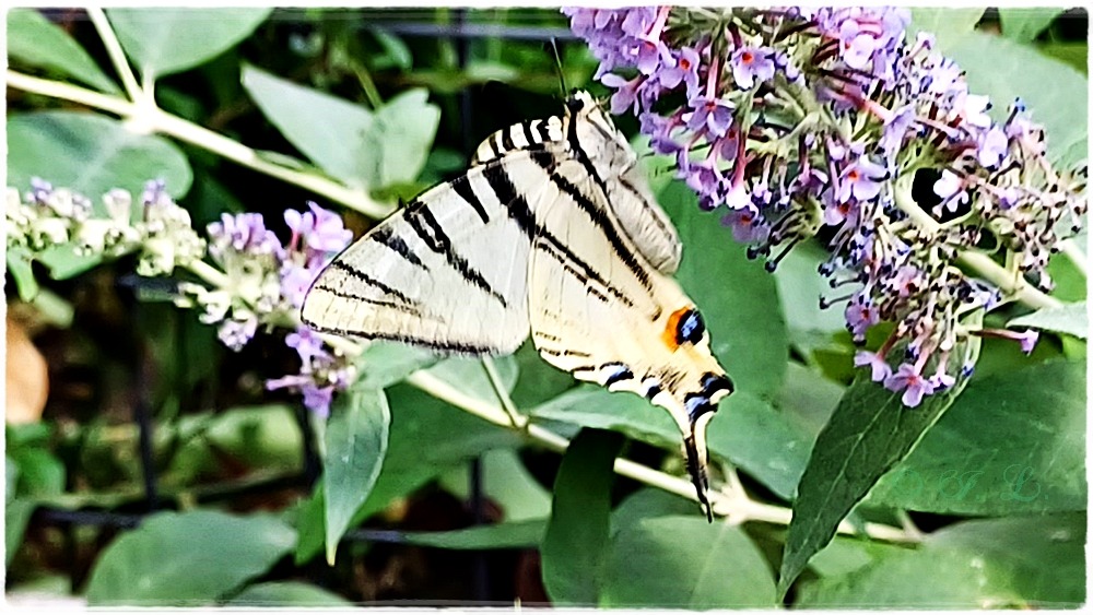 19 Schmetterling 'Segelfalter'