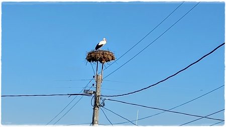 24.03.2022 Storch