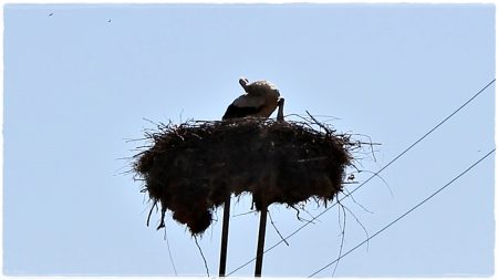 16.06.2022 Storch