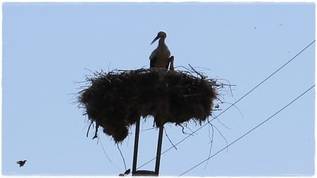 16.06.2022 Storch