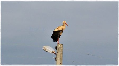 18.06.2022 Storch