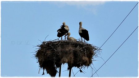 25.06.2022 Storch