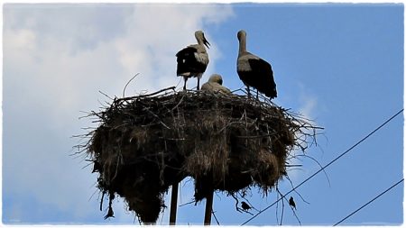25.06.2022 Storch
