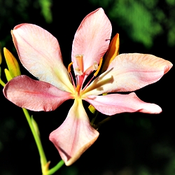 B Leopardenblume (P. n)