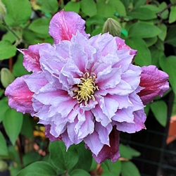 B Clematis 'Piilu'