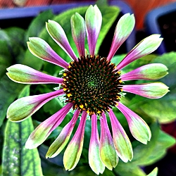 B Echinacea 'Green Twister'