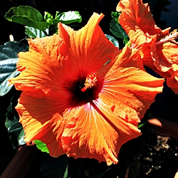 B Hibiscus r.s. Orange Rot