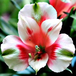 B Inkalilie 'Inticancha Maya'